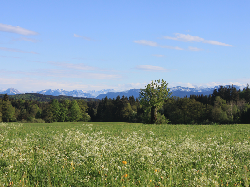 Grüne Wiese mit Wald- und Bergpanorama im Hintergrund