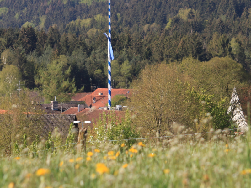 Blick auf Egling, blühende Wiese im Vordergrund