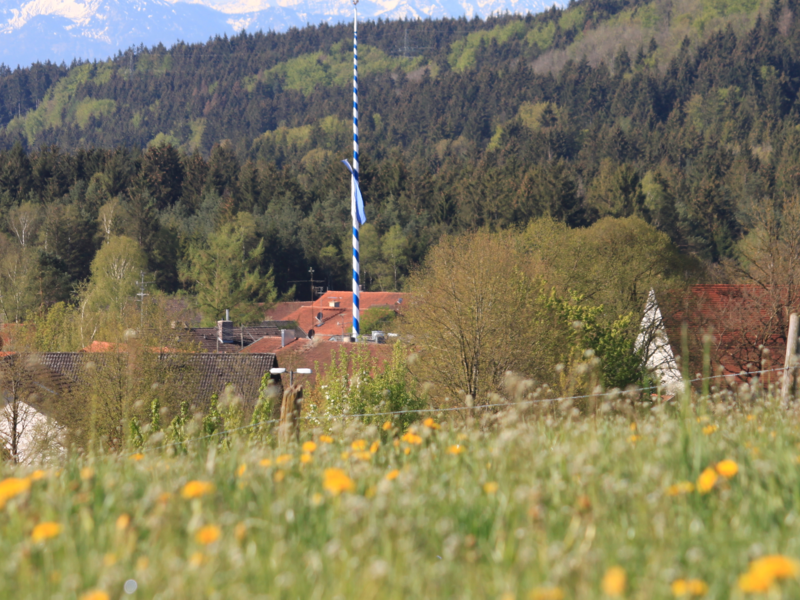 Blick auf Egling, blühende Wiese im Vordergrund