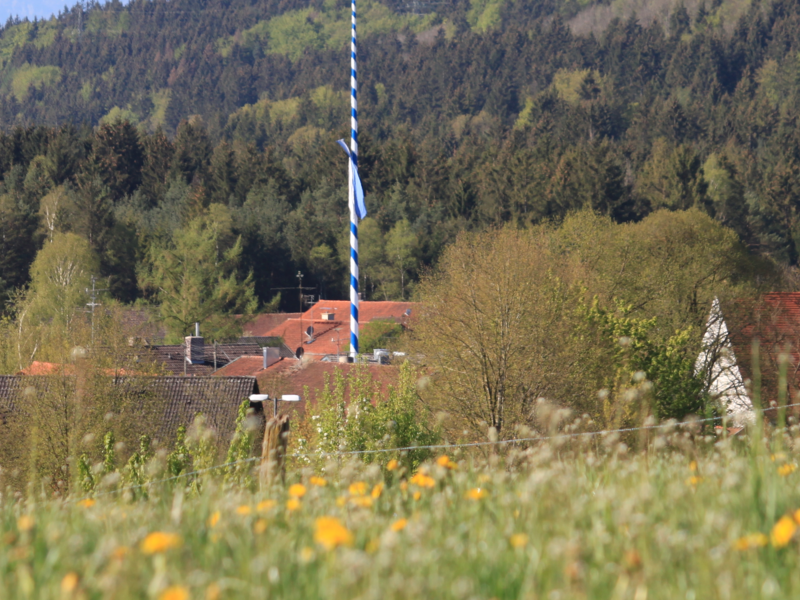 Blick auf Egling, blühende Wiese im Vordergrund